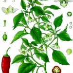 The Virtues of Pepper, 1861